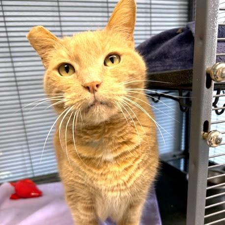 Nala, a ADOPTABLE mixed breed in Long Beach, WA image 5/5