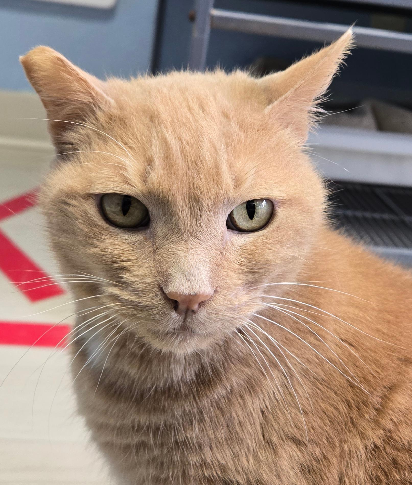 Enlarge Nala, a ADOPTABLE mixed breed in Long Beach, WA image 1/5