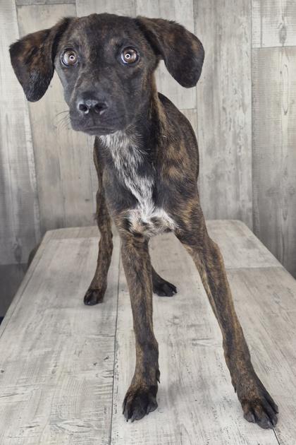 Enlarge Capellini, a Adoptable mixed breed in Shreveport, LA image 1/1