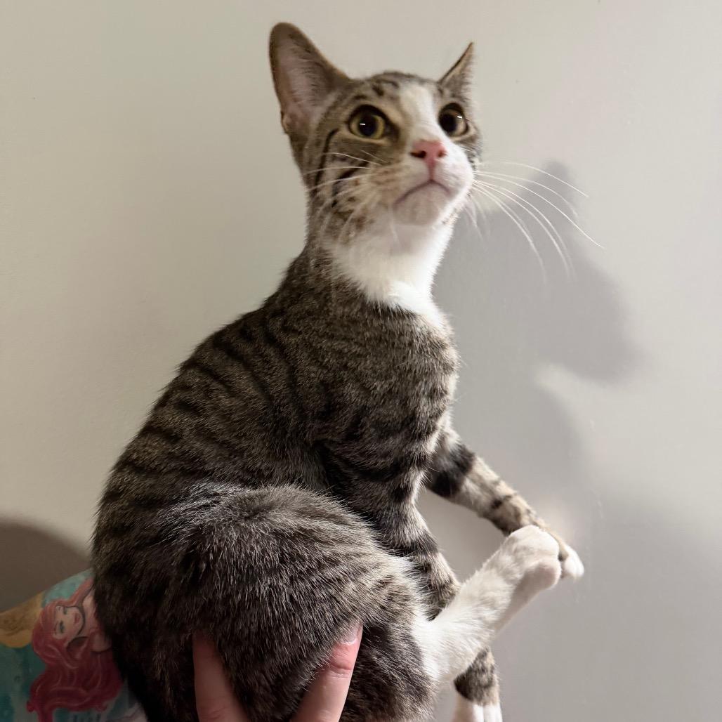 Enlarge Elliot, a Adoptable Domestic Short Hair in Miami, FL image 1/1