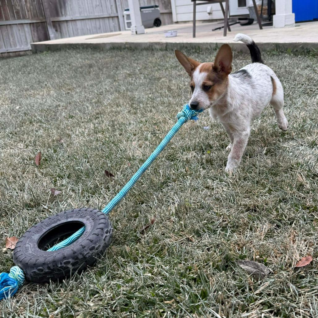 Hazel — thumbnail 5