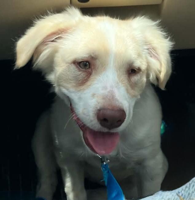 Enlarge Summer, a Adopted mixed breed in Jesup, GA image 3/5