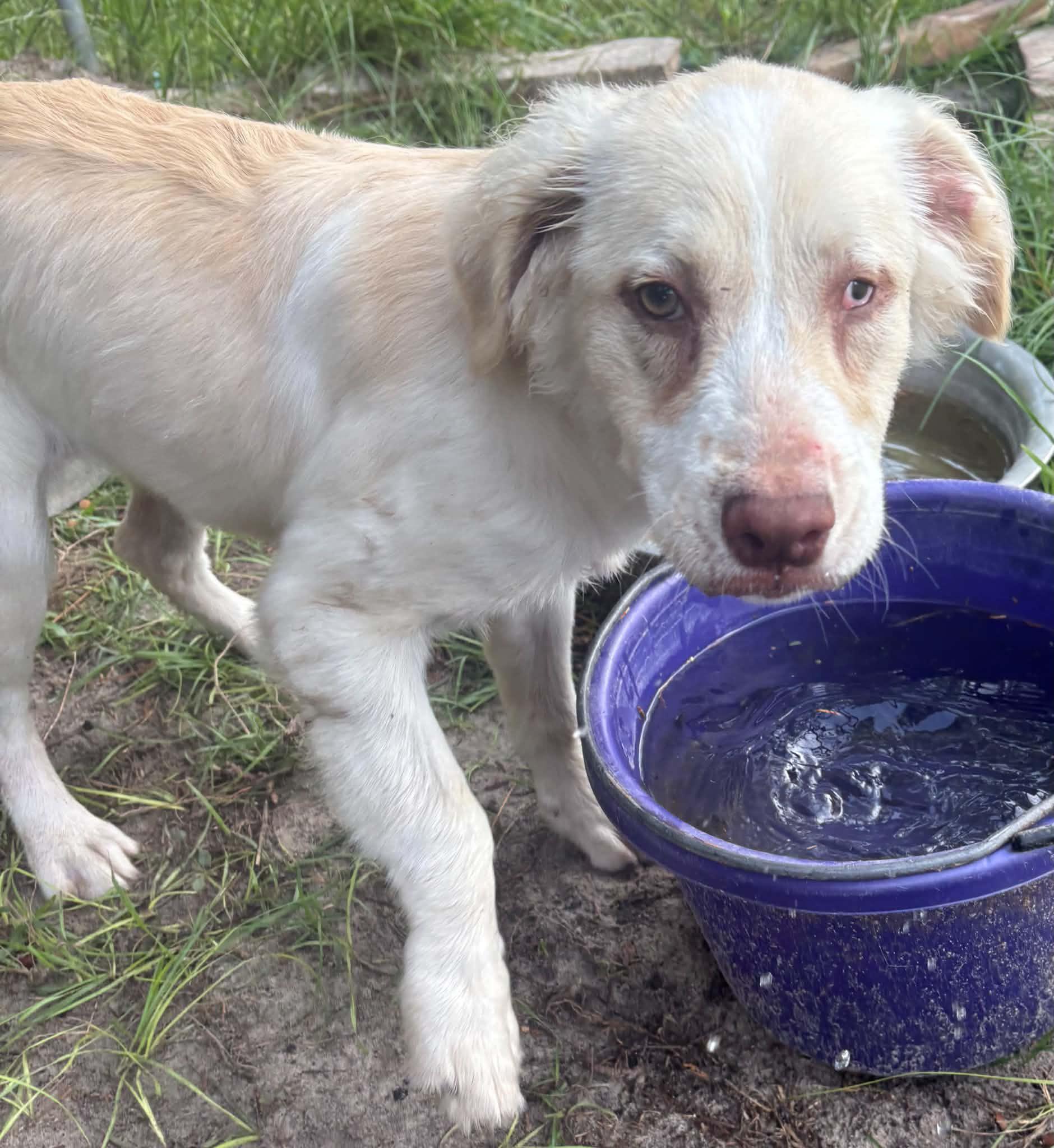 Enlarge Summer, a Adopted mixed breed in Jesup, GA image 2/5