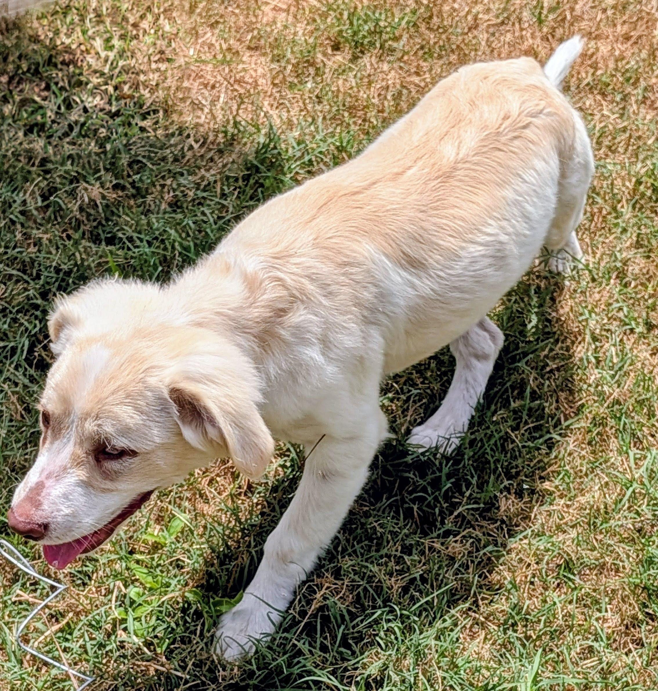 Enlarge Summer, a Adopted mixed breed in Jesup, GA image 1/5