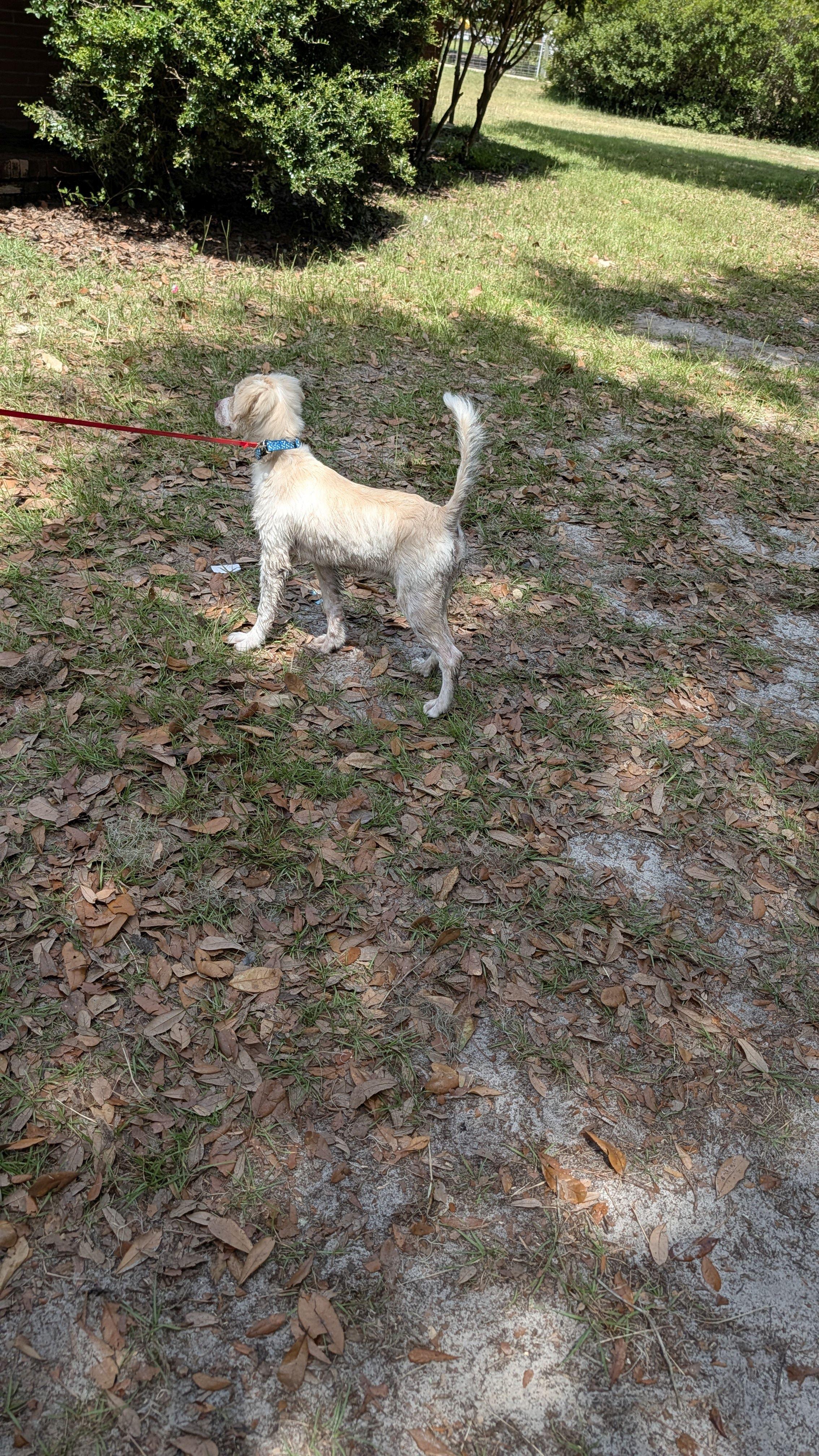 Enlarge Summer, a Adopted mixed breed in Jesup, GA image 4/5