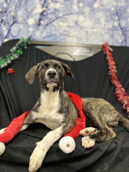 Willowmeena, Adoptable, Puppy Female Pit Bull Terrier & Mixed Breed.