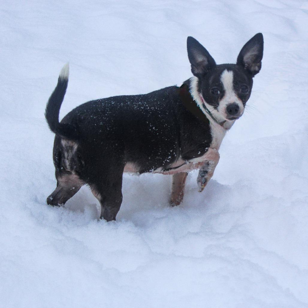 Enlarge Tinkerbell, a Adoptable Chihuahua in Canastota, NY image 1/2