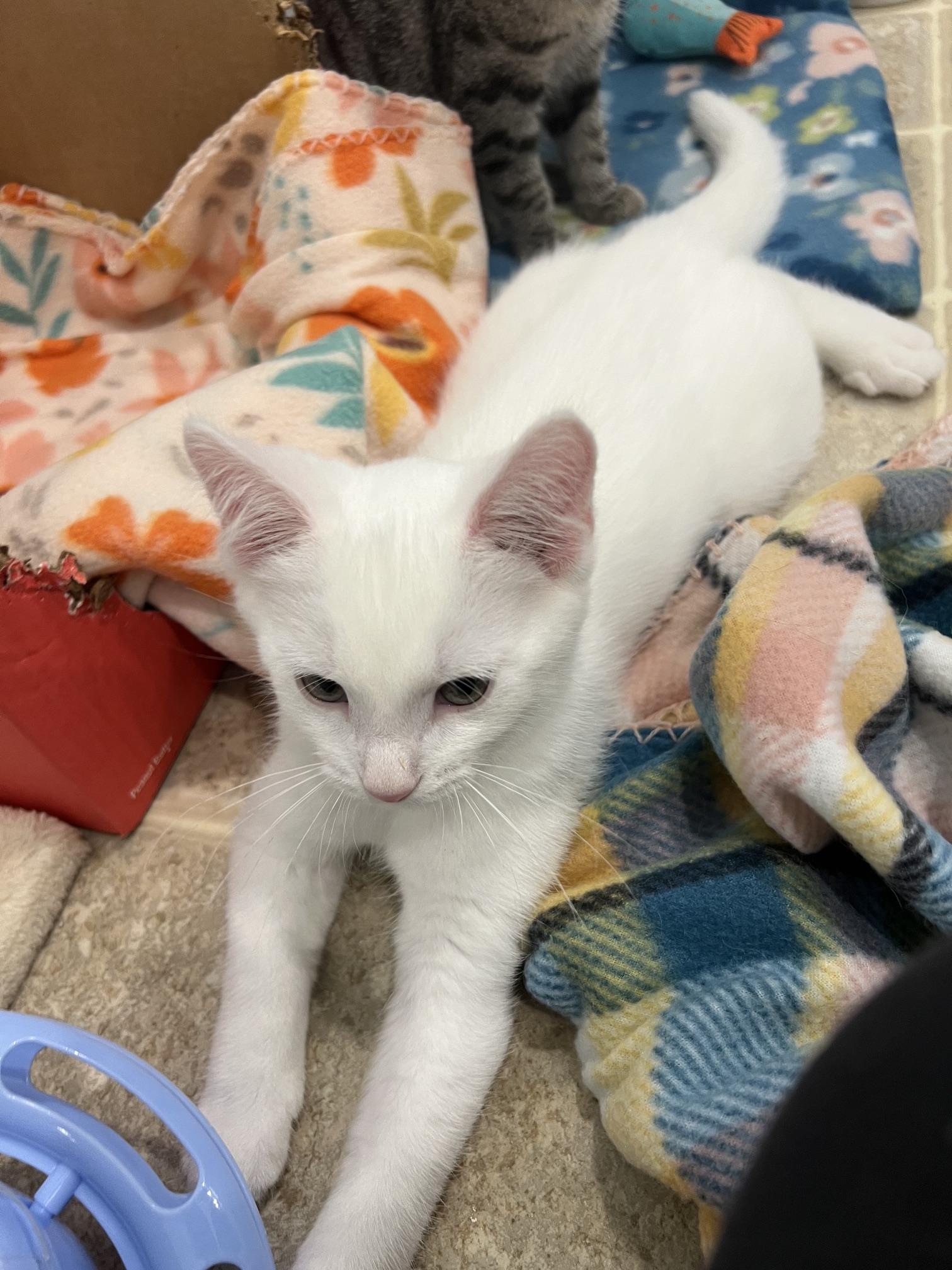 Enlarge Mochi, a Adopted mixed breed in Findlay, OH image 1/1
