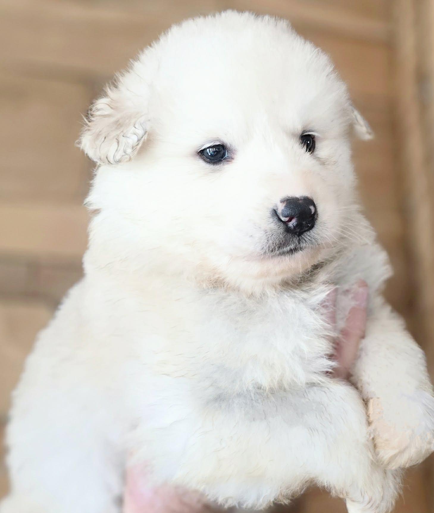 Enlarge Estany, a Adoptable mixed breed in Mouth of Wilson, VA image 2/2