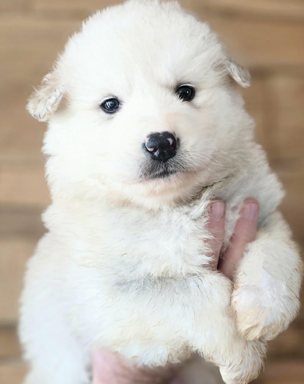 Estany, Adoptable, Puppy Female Great Pyrenees & Alaskan Malamute.