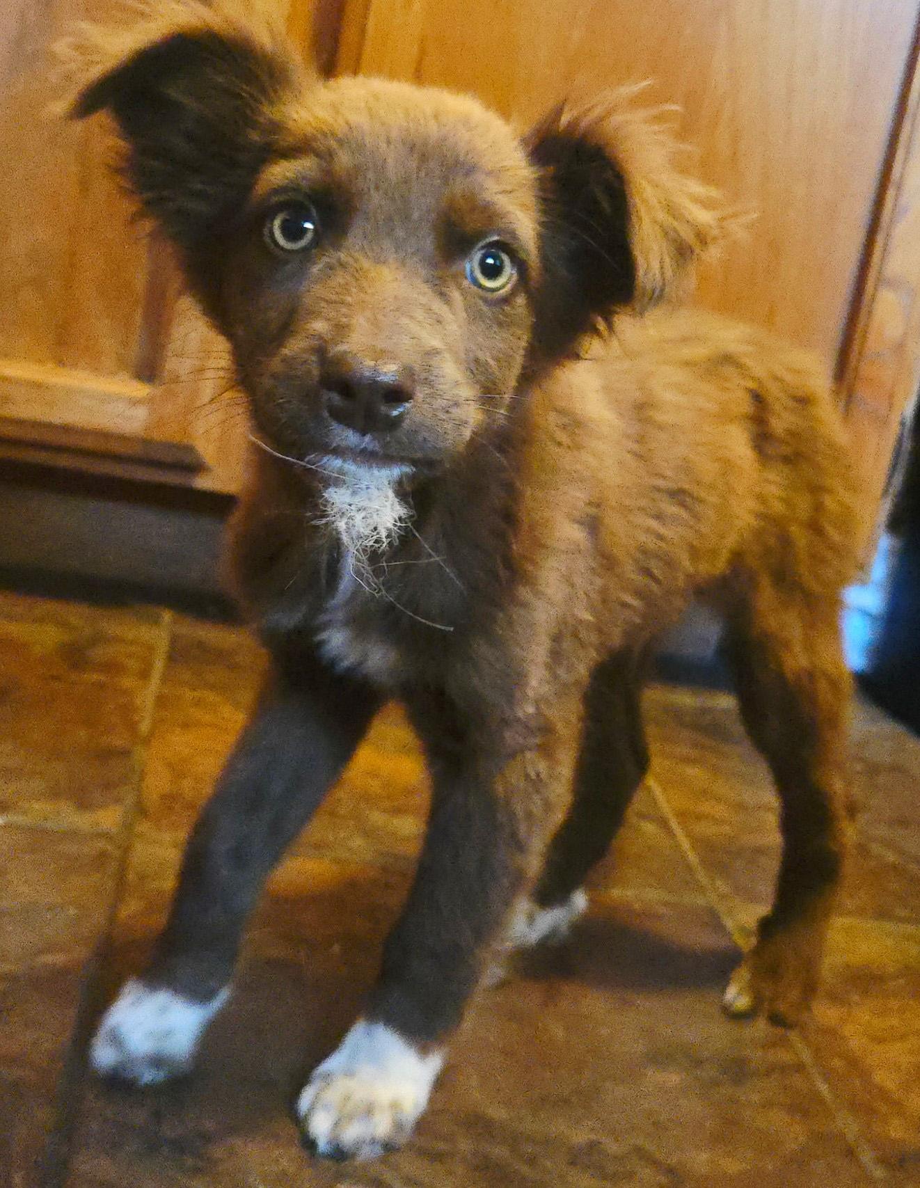Mutt, adopted, Puppy Male Australian Cattle Dog / Blue Heeler.