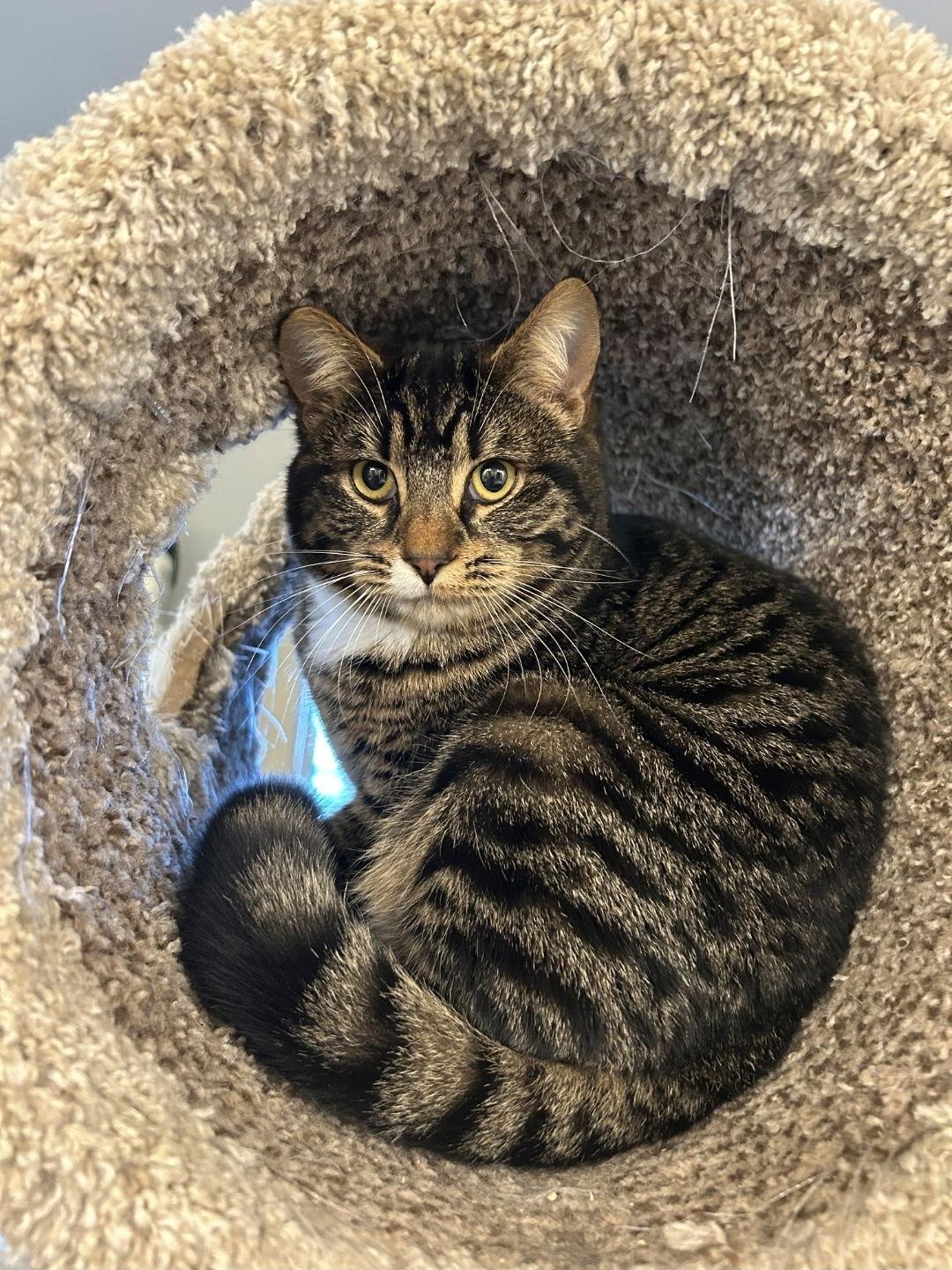 Enlarge Fifi, a Adoptable Domestic Short Hair in Burlington, WA image 1/3