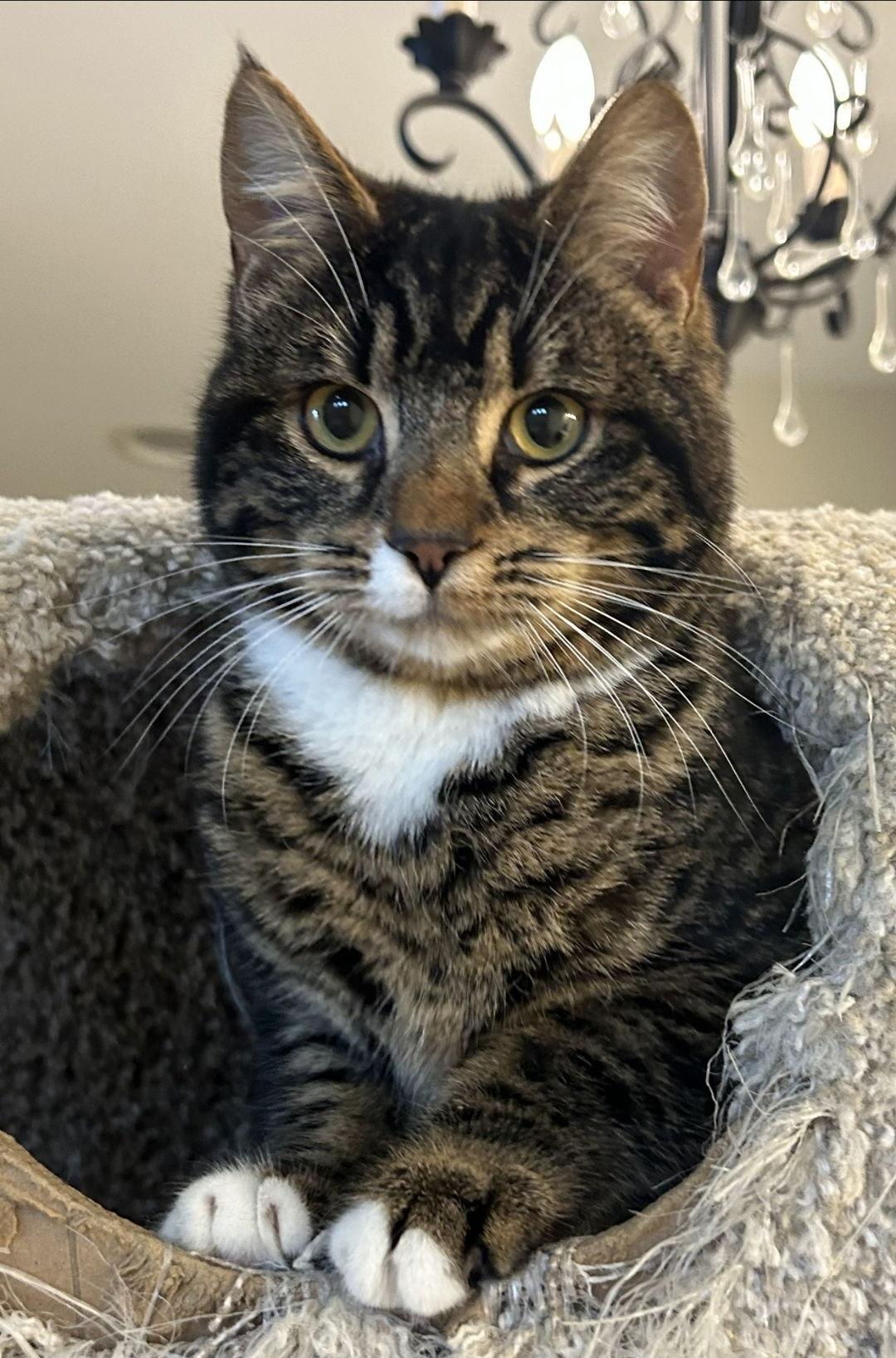 Enlarge Fifi, a Adoptable Domestic Short Hair in Burlington, WA image 2/3