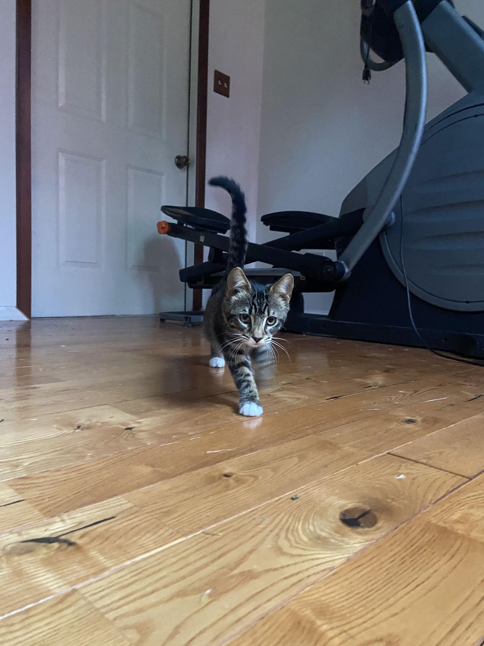 Enlarge Fifi, a Adoptable Domestic Short Hair in Burlington, WA image 1/1