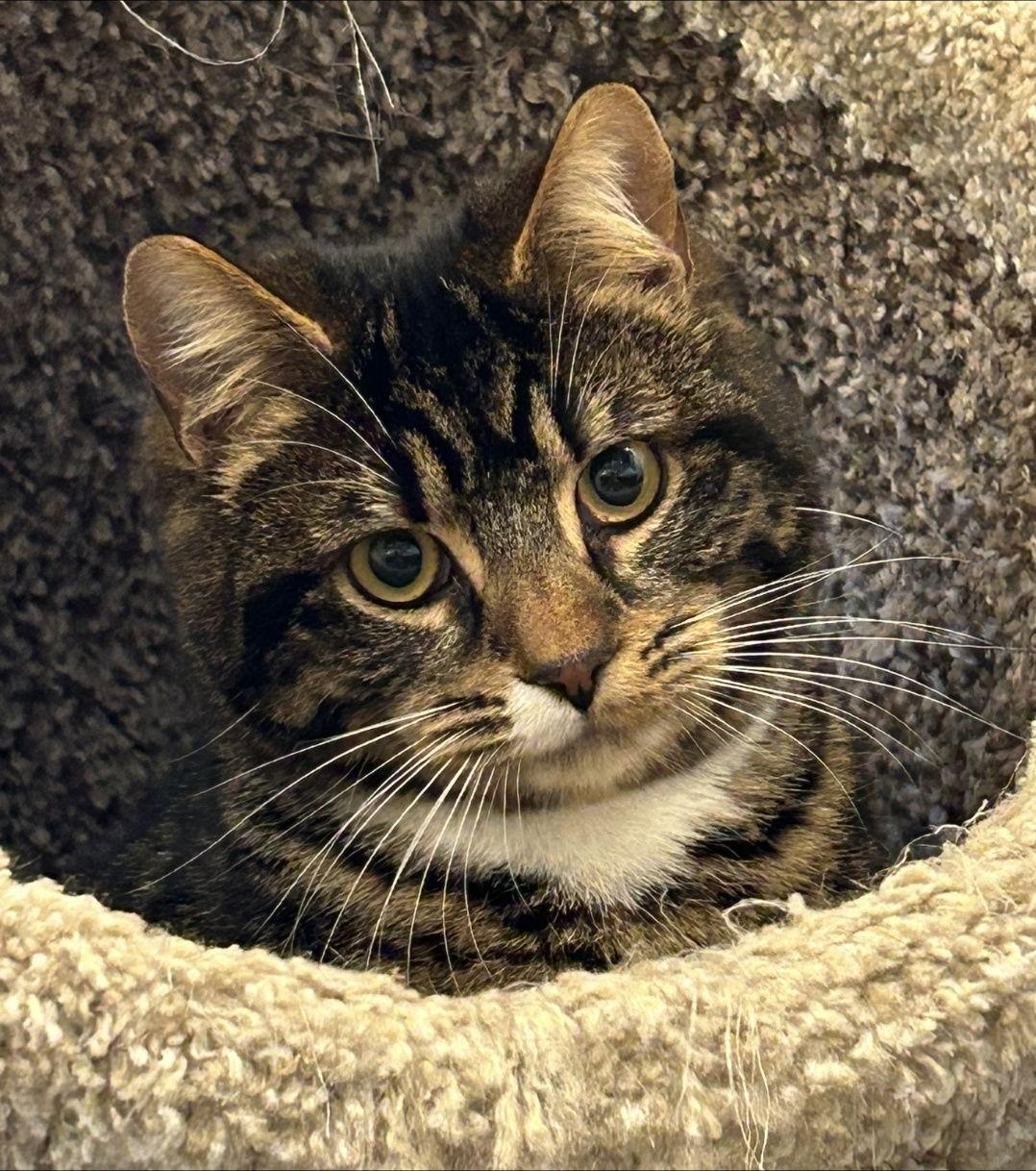 Enlarge Fifi, a Adoptable Domestic Short Hair in Burlington, WA image 3/3
