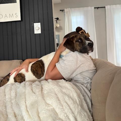 Charlie, Adoptable, Young Male Pit Bull Terrier & Mixed Breed.