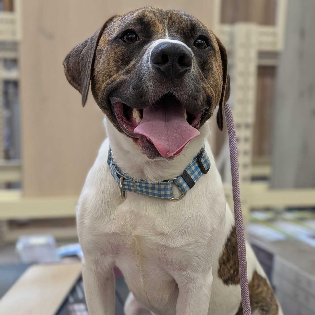 Charlie, a Adoptable mixed breed in Fayetteville, AR image 2/6