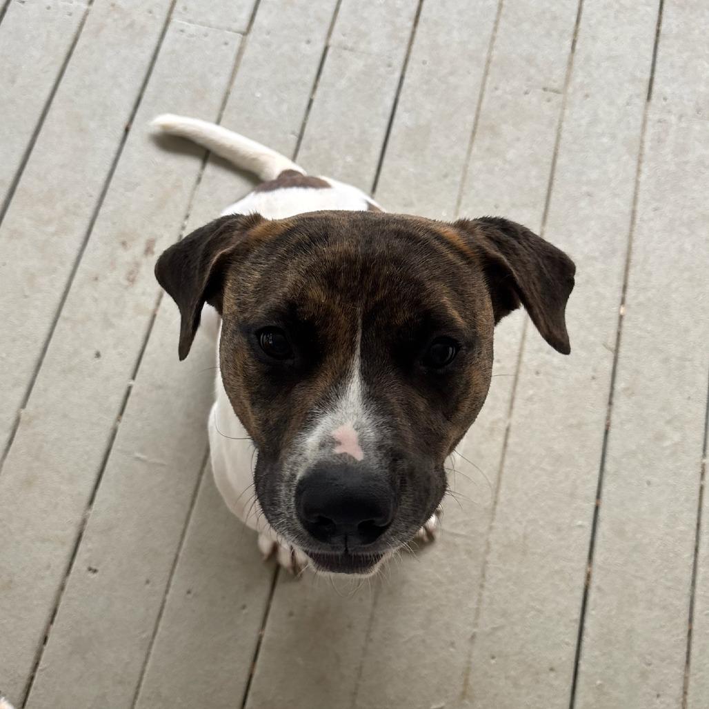 Charlie, a Adoptable mixed breed in Fayetteville, AR image 3/6