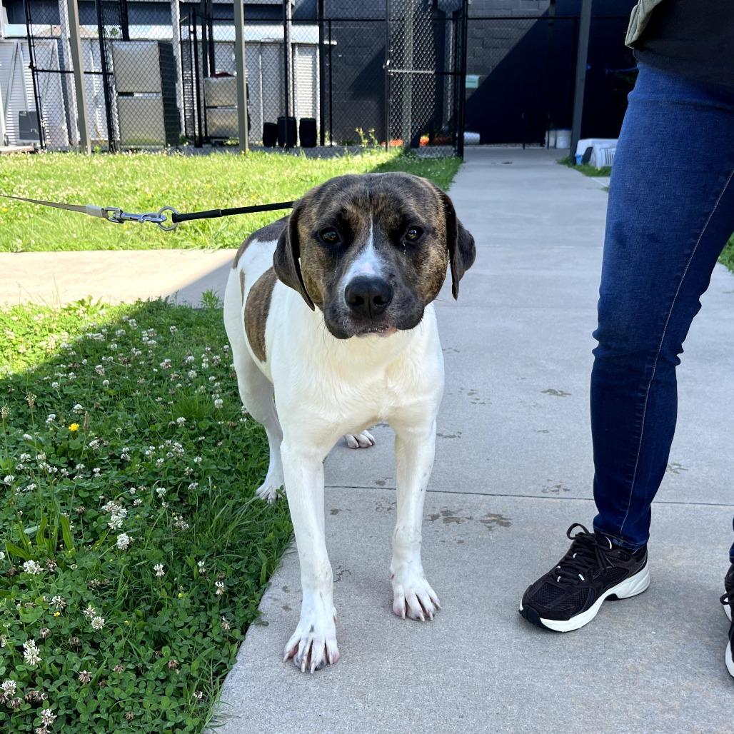 Charlie, a Adoptable mixed breed in Fayetteville, AR image 4/6