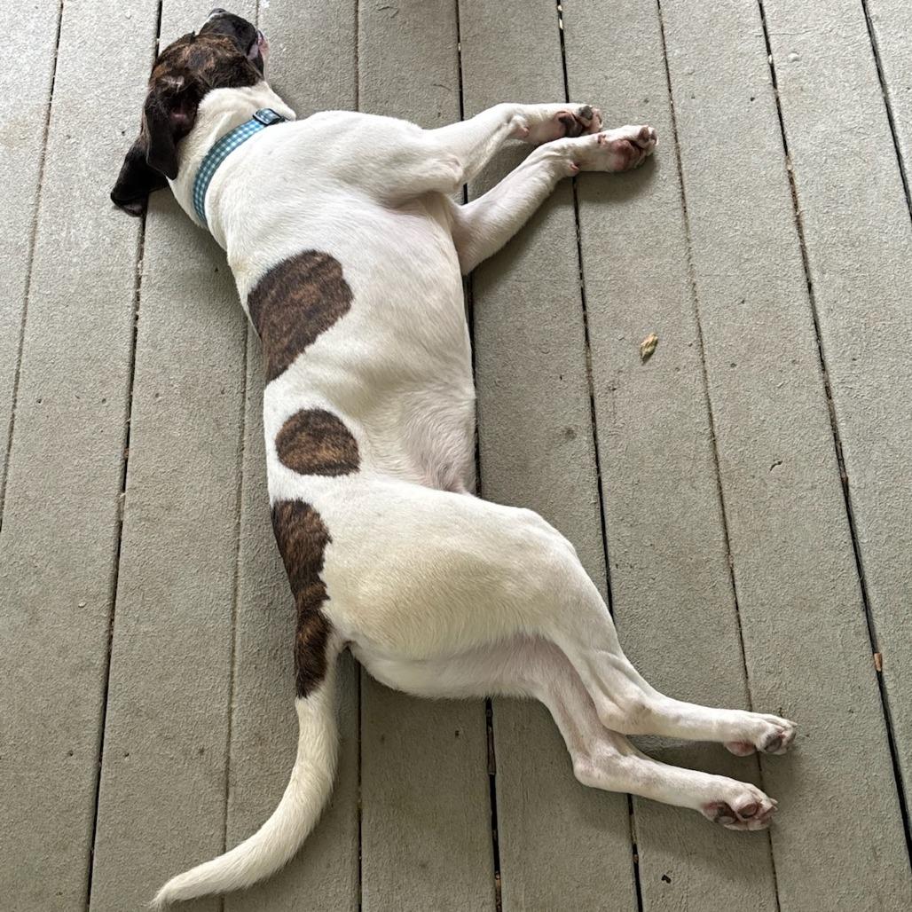 Charlie, a Adoptable mixed breed in Fayetteville, AR image 5/6