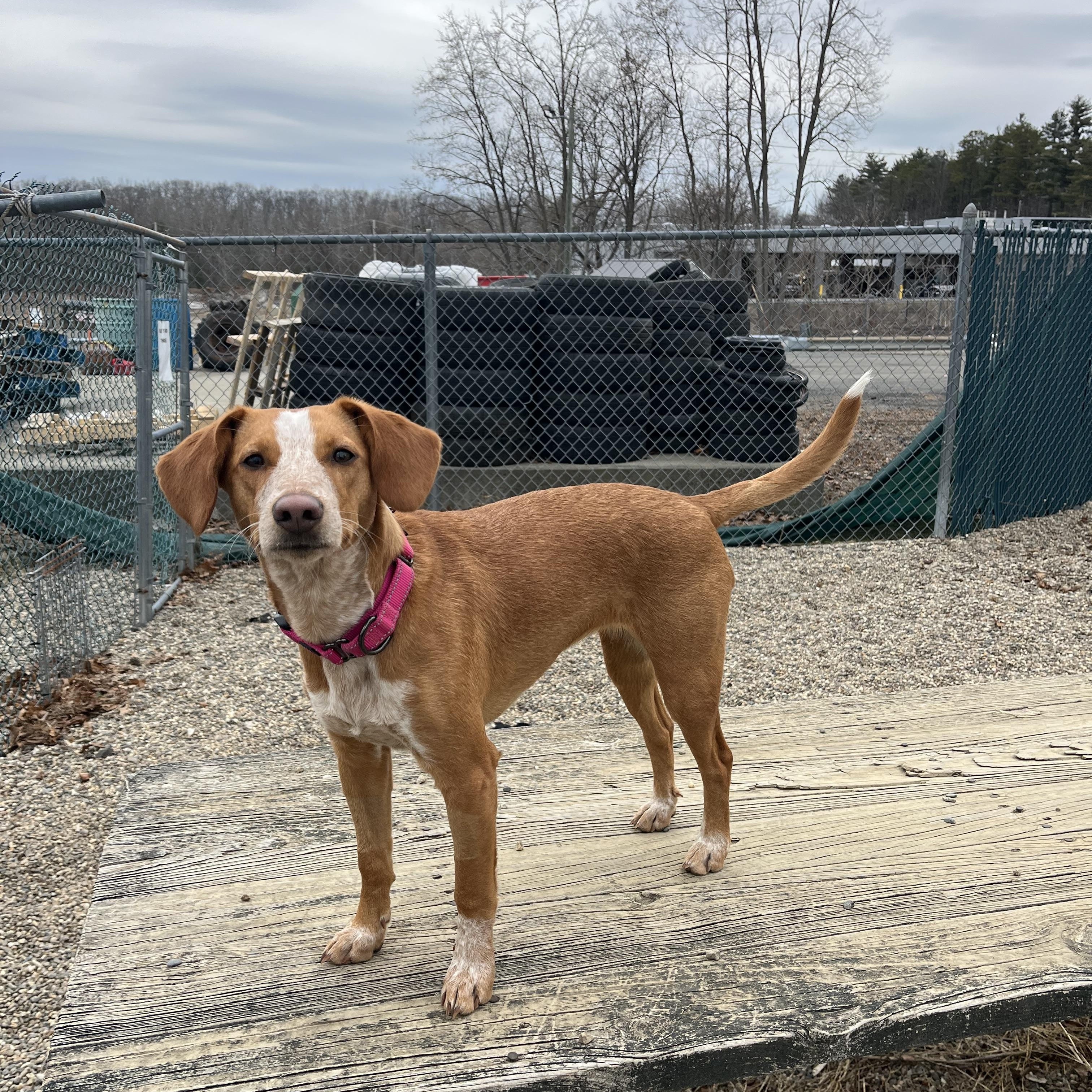 PeanutButter Cup, ADOPTABLE, Young Female Portuguese Podengo.