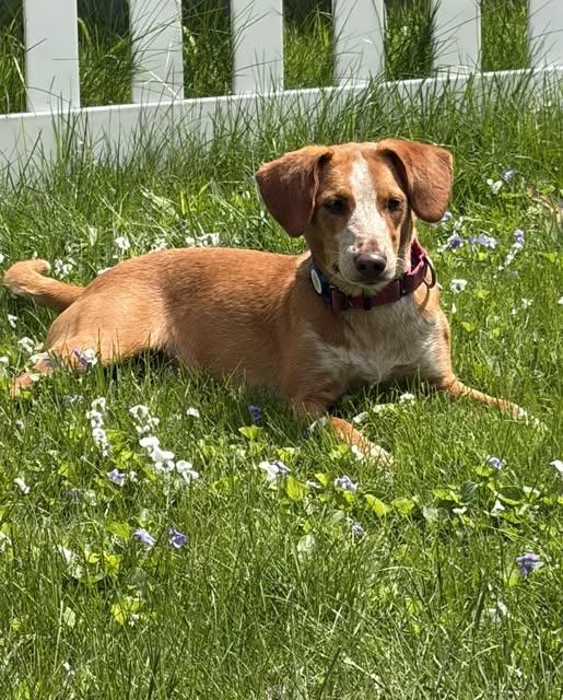 PeanutButter Cup, ADOPTABLE, Young Female Portuguese Podengo.