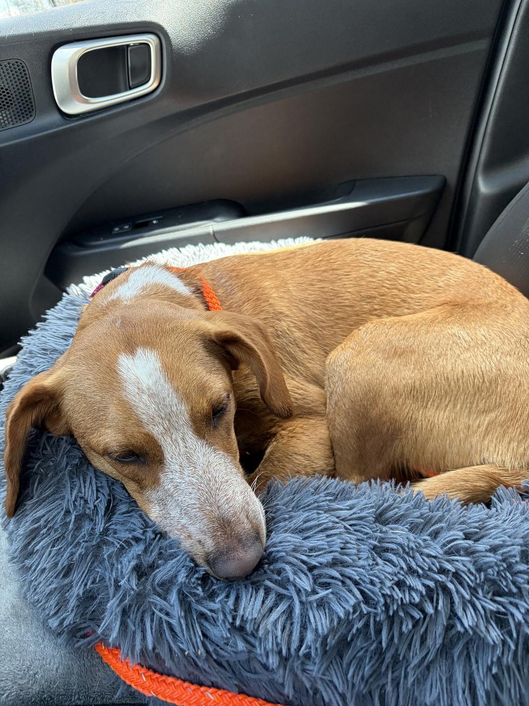 Enlarge PeanutButter Cup, a ADOPTABLE mixed breed in Turners Falls, MA image 2/3