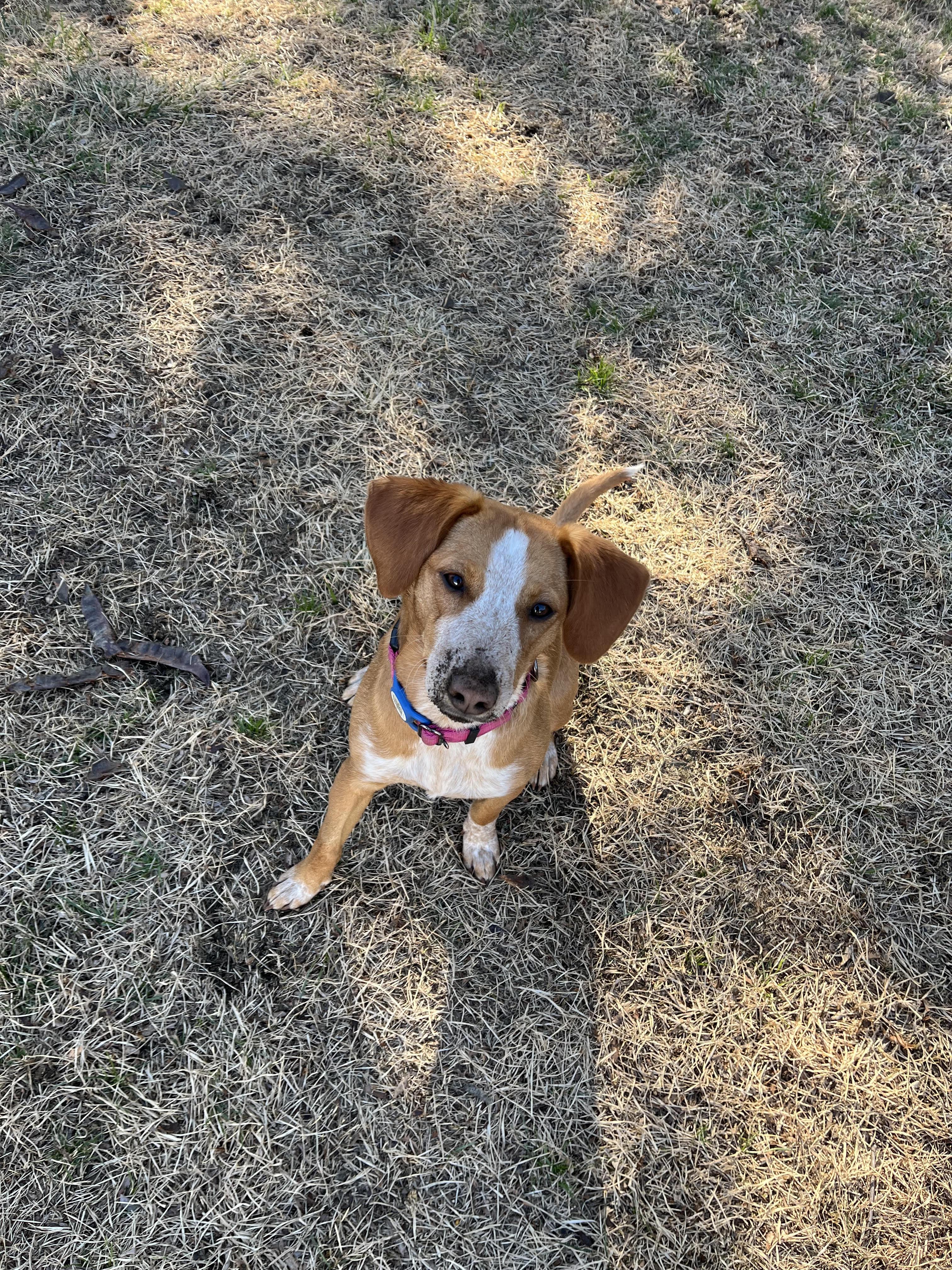 Enlarge PeanutButter Cup, a ADOPTABLE mixed breed in Turners Falls, MA image 1/3