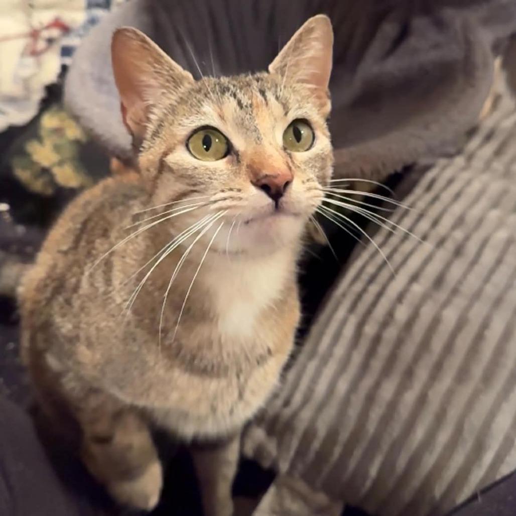 Enlarge Ember, a Adoptable Domestic Short Hair in Jarrettsville, MD image 2/6