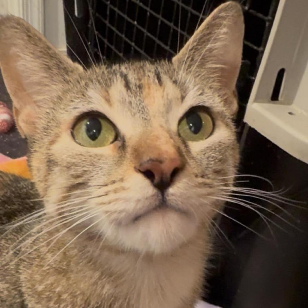 Enlarge Ember, a Adoptable Domestic Short Hair in Jarrettsville, MD image 3/6