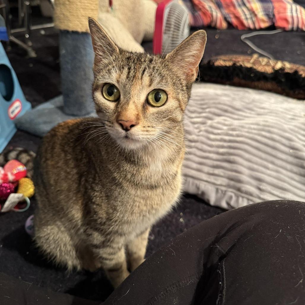 Enlarge Ember, a Adoptable Domestic Short Hair in Jarrettsville, MD image 4/6