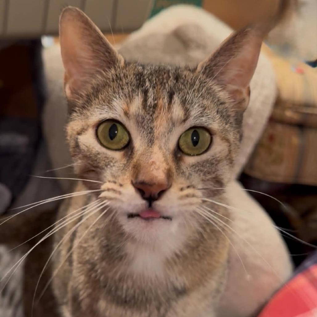 Enlarge Ember, a Adoptable Domestic Short Hair in Jarrettsville, MD image 5/6