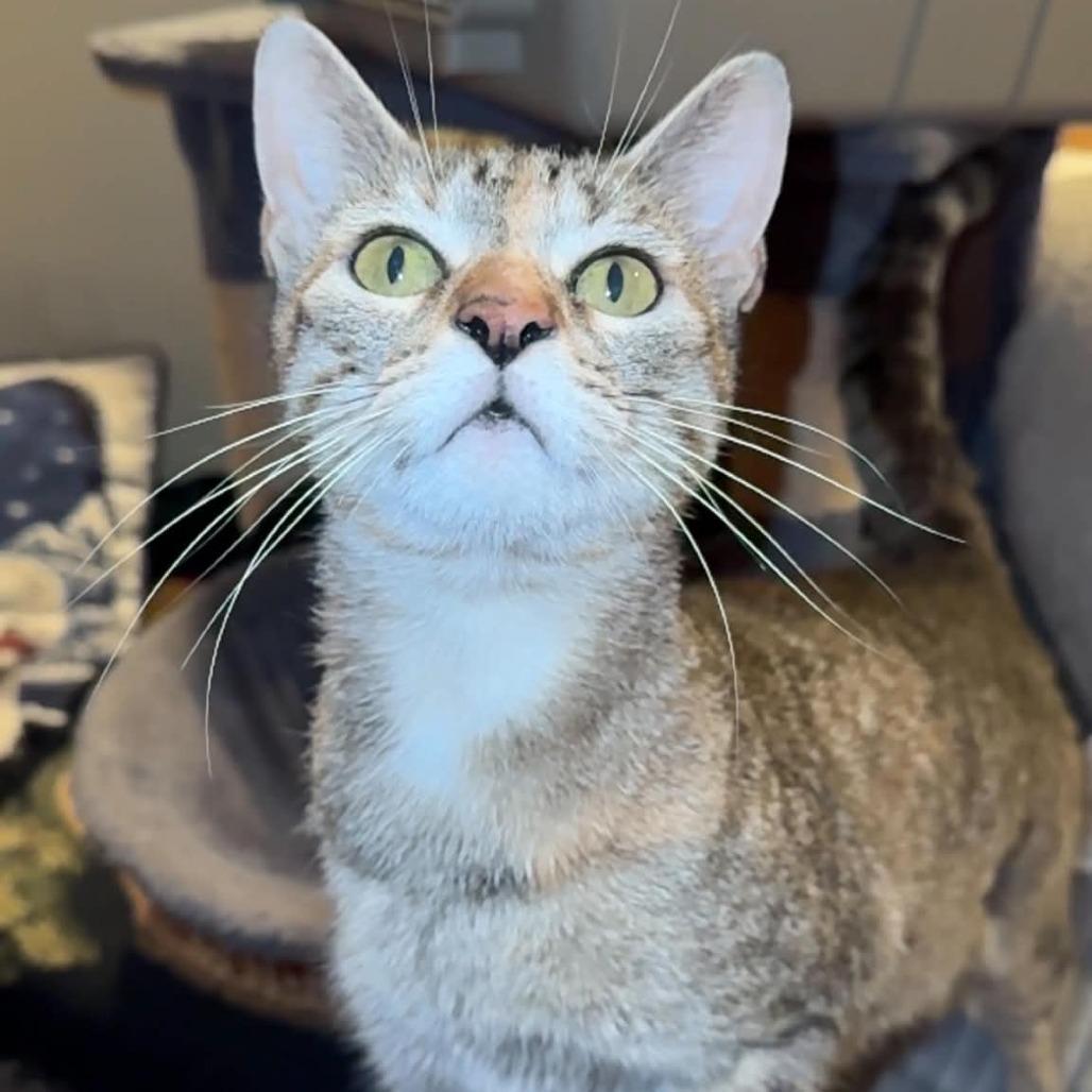 Enlarge Ember, a Adoptable Domestic Short Hair in Jarrettsville, MD image 6/6
