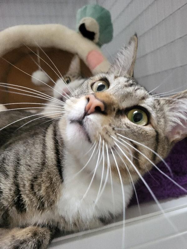 Enlarge Juno, a Adoptable Domestic Short Hair in Diamond Springs, CA image 1/4