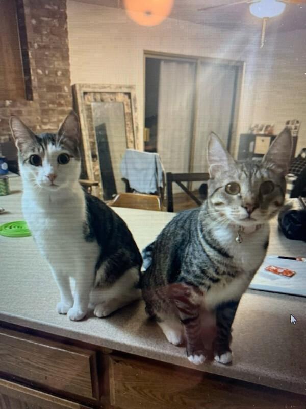 Enlarge Juno, a Adoptable Domestic Short Hair in Diamond Springs, CA image 2/4