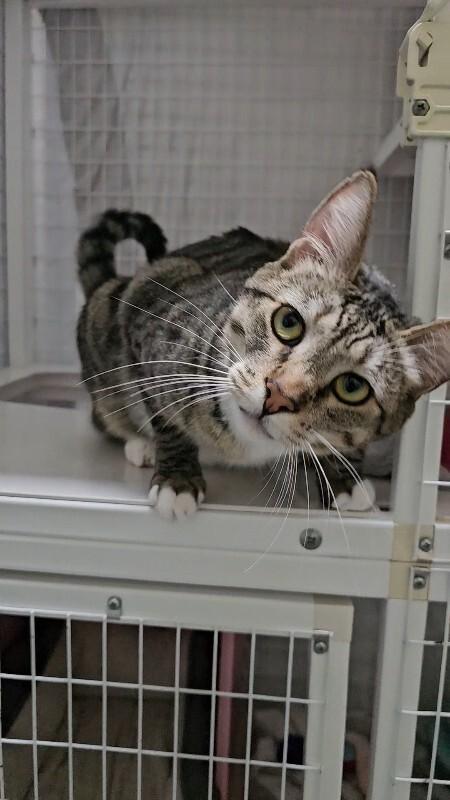 Enlarge Juno, a Adoptable Domestic Short Hair in Diamond Springs, CA image 3/4