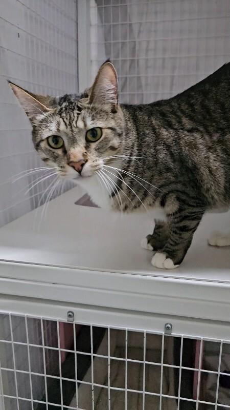 Enlarge Juno, a Adoptable Domestic Short Hair in Diamond Springs, CA image 4/4