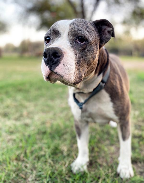Enlarge Corina, a Adoptable mixed breed in Omaha, NE image 2/6