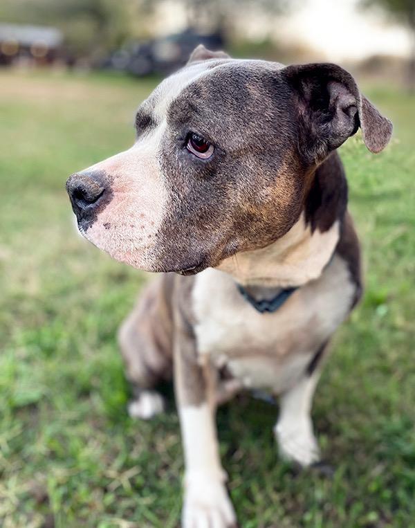 Enlarge Corina, a Adoptable mixed breed in Omaha, NE image 3/6