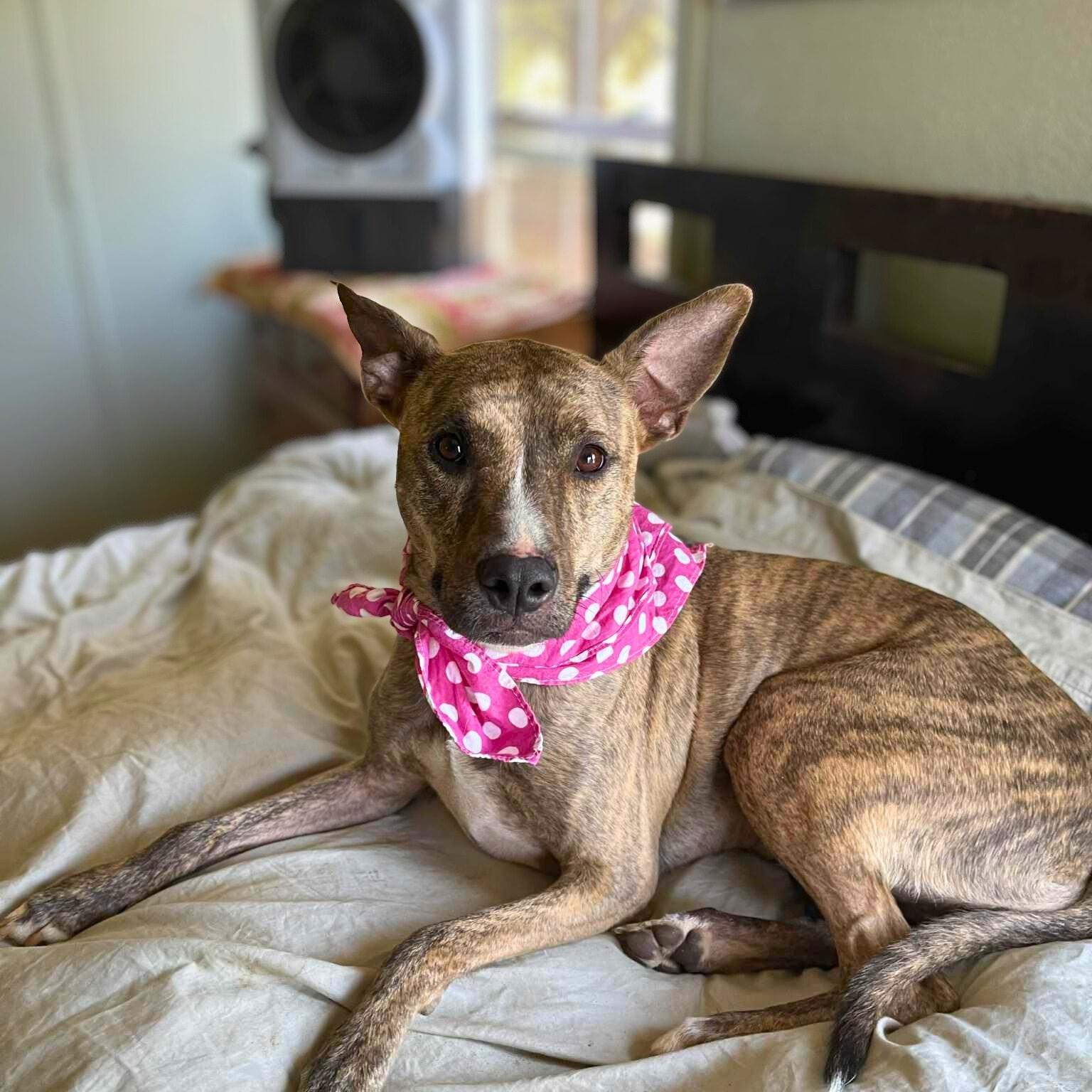 Enlarge Prancer, a Adoptable mixed breed in Temecula, CA image 2/5