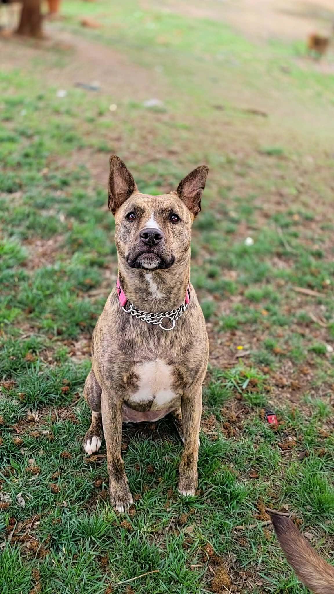 Enlarge Prancer, a Adoptable mixed breed in Temecula, CA image 6/6