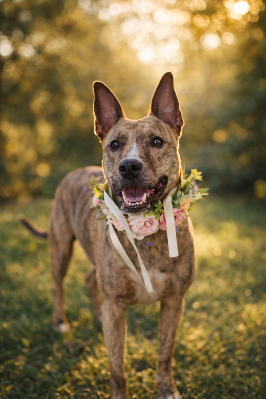 Prancer, Adoptable, Adult Female Shepherd.