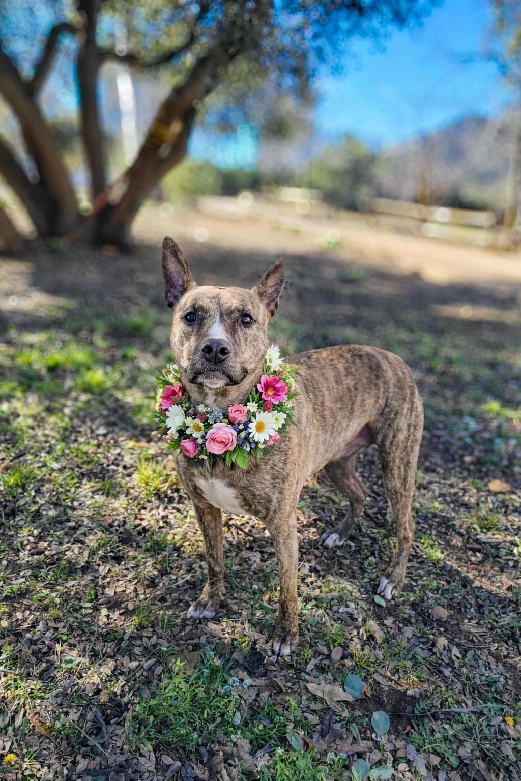 Enlarge Prancer, a Adoptable mixed breed in Temecula, CA image 4/5