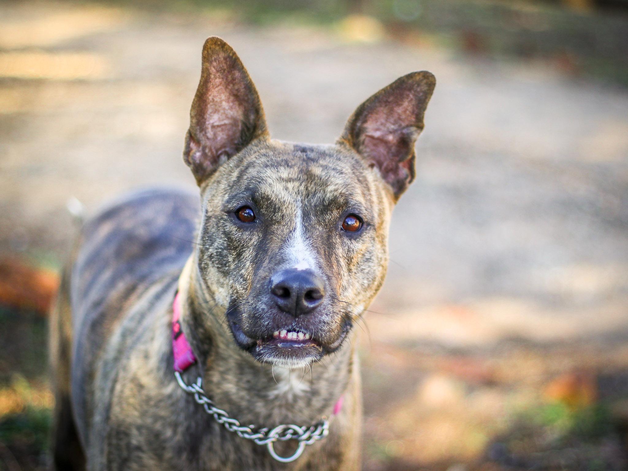 Enlarge Prancer, a Adoptable mixed breed in Temecula, CA image 5/5