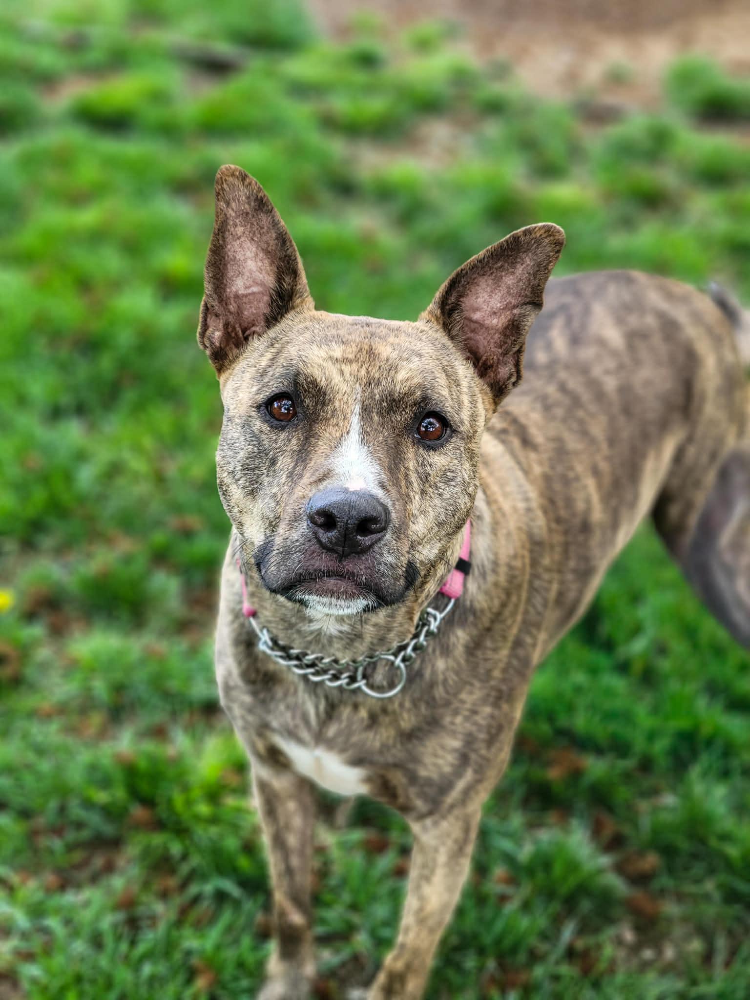 Enlarge Prancer, a Adoptable mixed breed in Temecula, CA image 2/6