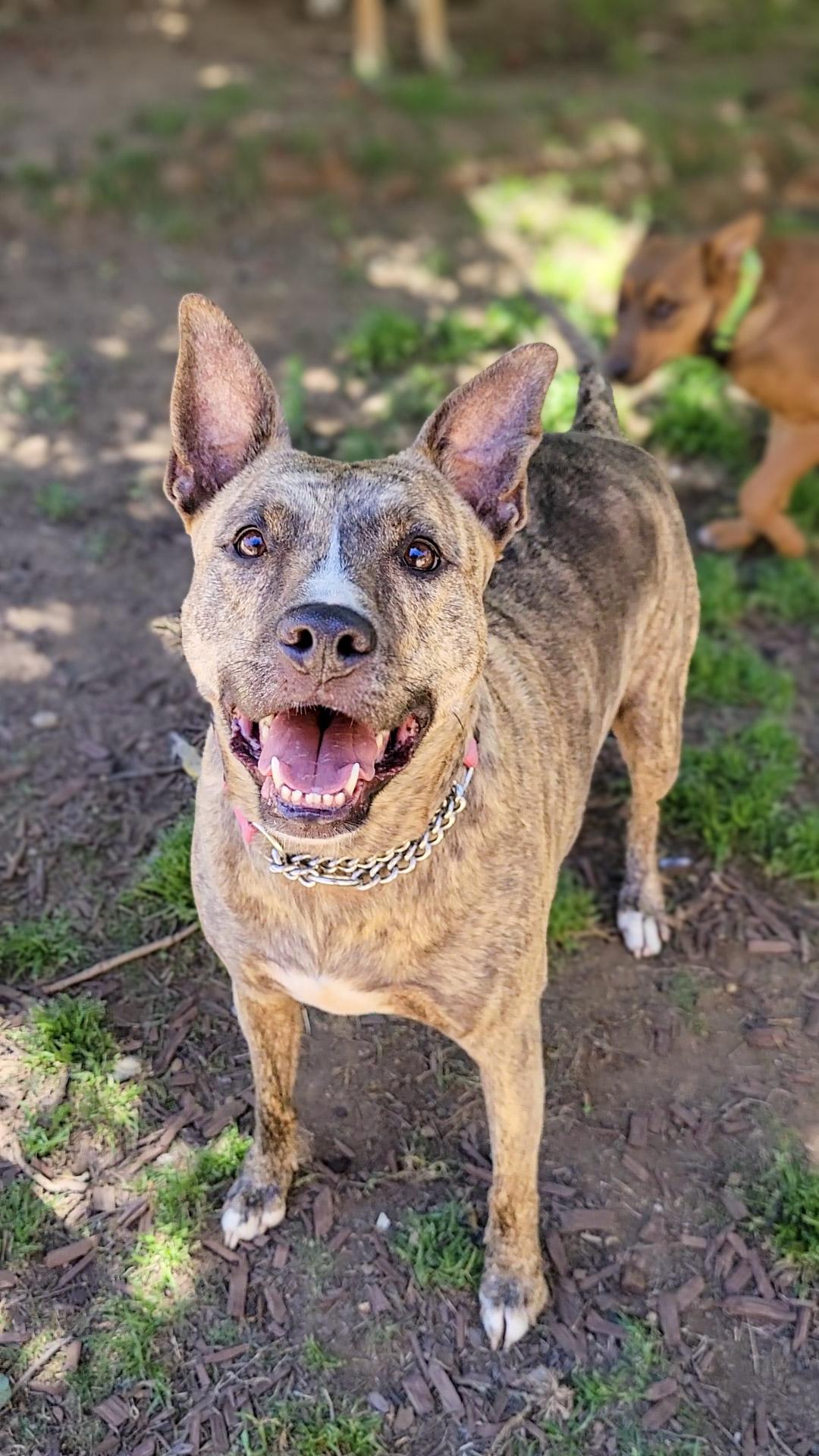 Enlarge Prancer, a Adoptable mixed breed in Temecula, CA image 1/6