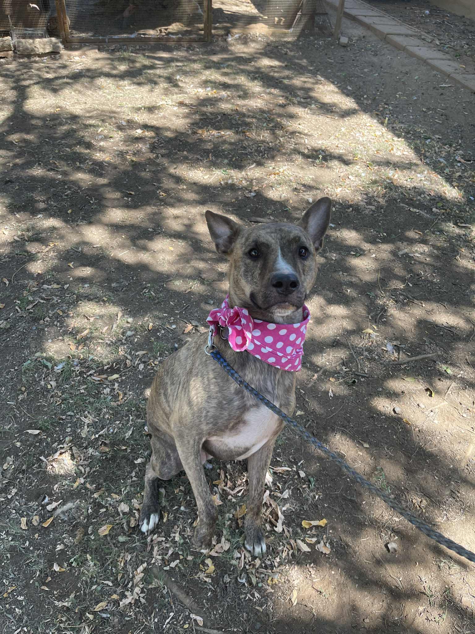 Enlarge Prancer, a Adoptable mixed breed in Temecula, CA image 3/5