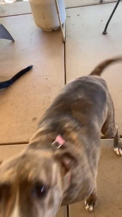 Enlarge Prancer, a Adoptable mixed breed in Temecula, CA video 6/6
