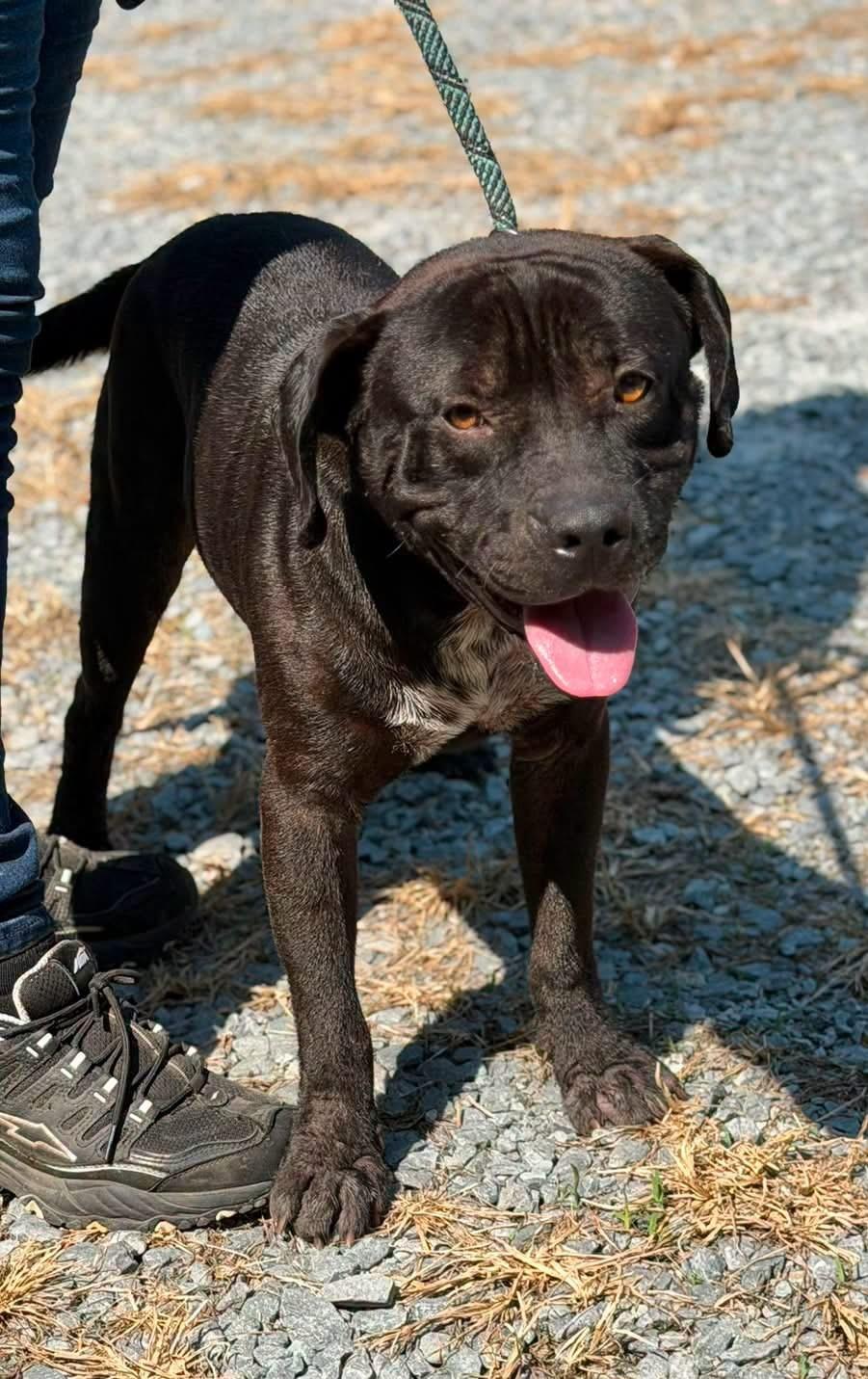 Boston, ADOPTABLE, Adult Male Mixed Breed.