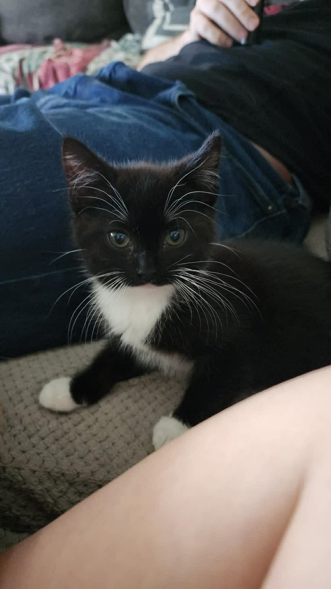 Enlarge Softy (male) Sunshine (female), an adopted mixed breed in Poway, CA image 5/5